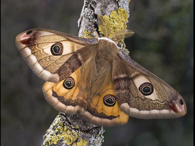 Maleemperormoth.jpg