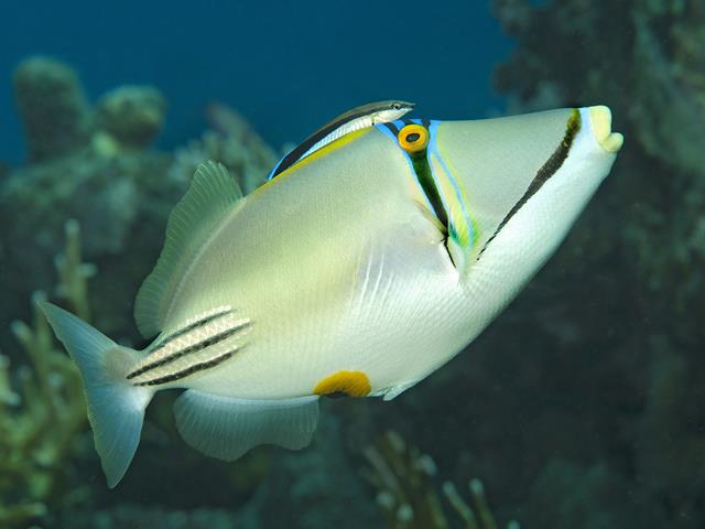 Picassotriggerfish.jpg