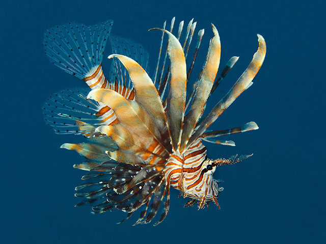 LionFishdisplaying.jpg