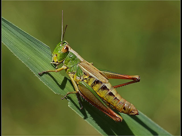 MeadowGrasshopperfeeding.jpg