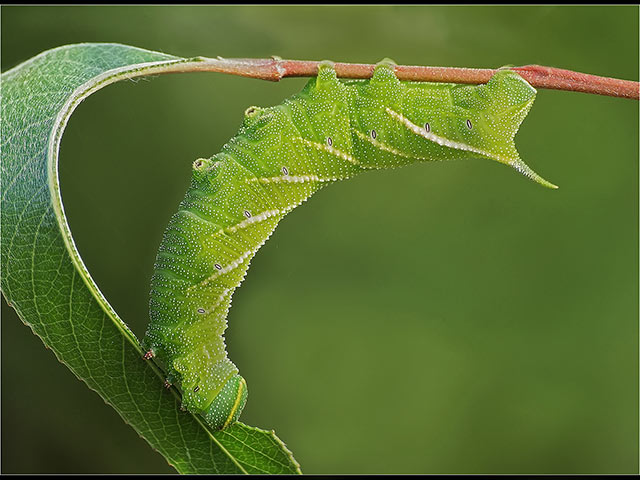 EyedHawkMothLarva.jpg