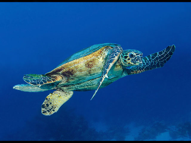 HawksbillTurtle(RedSea).jpg