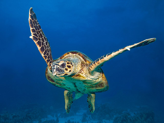 HawksbillTurtle.jpg