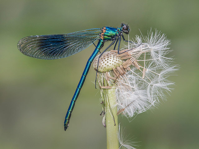 Banded-demoiselle.jpg