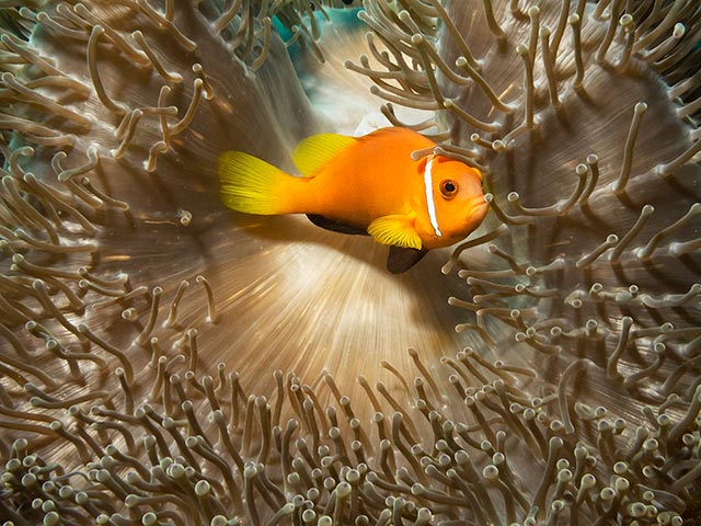 Clownfish-in-Anemone.jpg