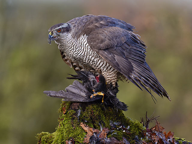 Goshawk-with-Prey.jpg