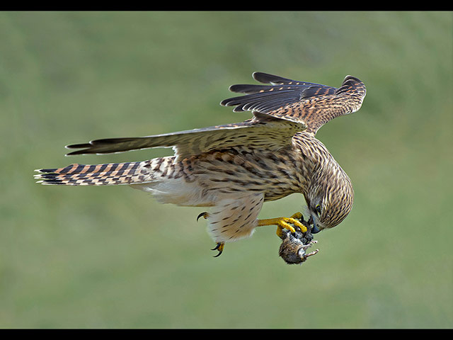 Kestrel-with-vole.jpg