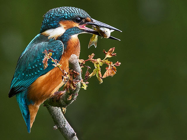 Kingfisher-with-roach.jpg