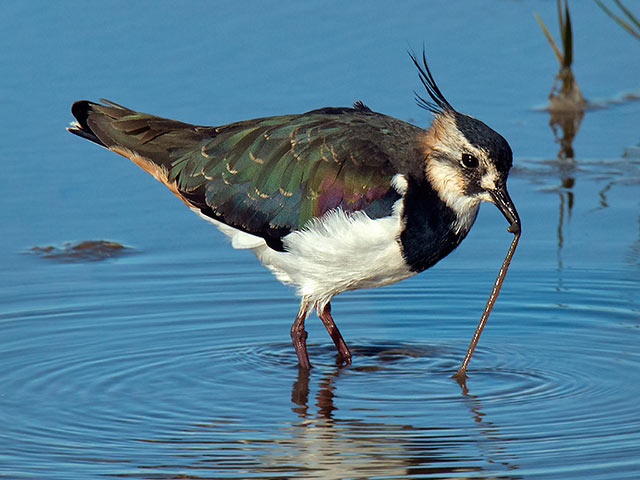 Lapwing-with-worm.jpg