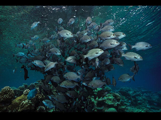 Shoal-of-Spawning-rudderfish-.jpg