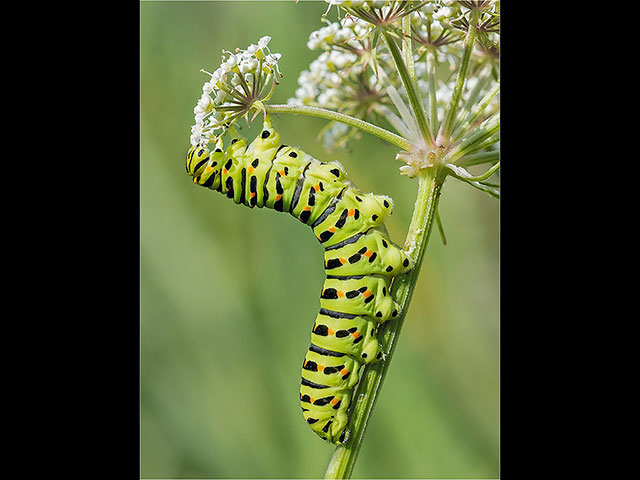 Swallowtail-caterpillar.jpg