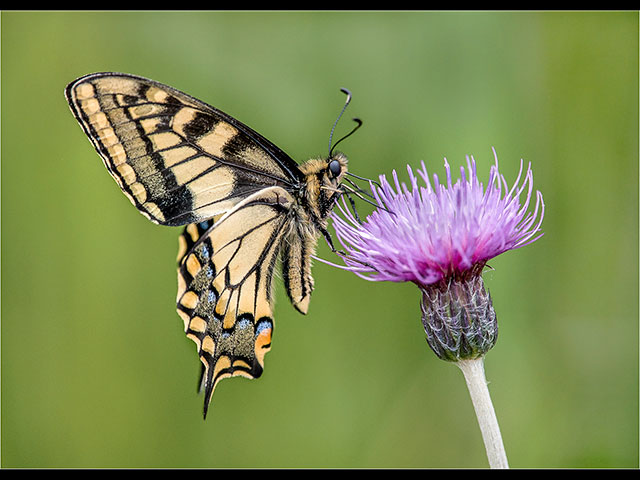 SwallowtailFeeding.jpg