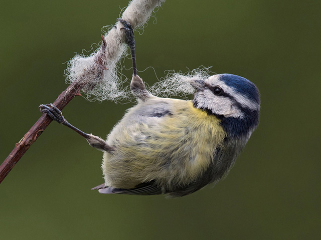 Bluetit-collecting-nest-material.jpg