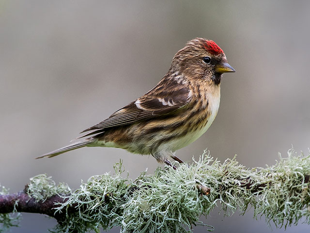 Redpoll-Male.jpg