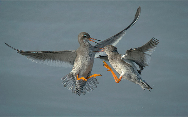 Redshank-dispute.jpg