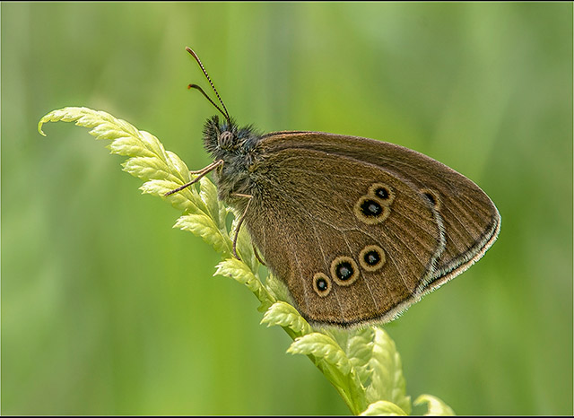 Ringlet-Butterfly.jpg
