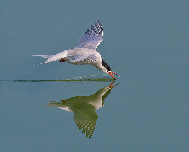 Skimmimg-Tern.jpg