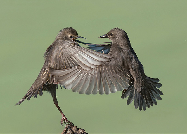 Starling-dance-.jpg