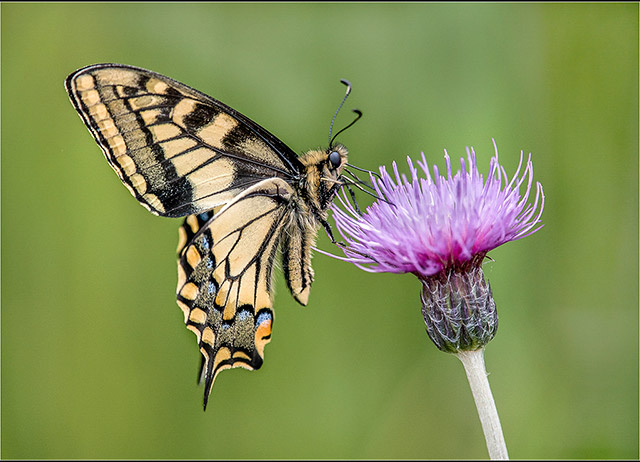Swallowtail-Feeding-.jpg