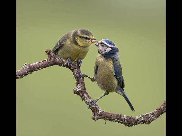 11_Blue-tit-feeding-fledgling.jpg