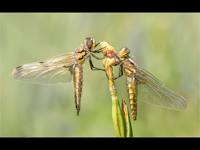 12_Emerged-4-Spot-and-Broad-Bodied-Chasers.jpg