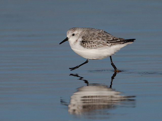 13_Sanderling.jpg