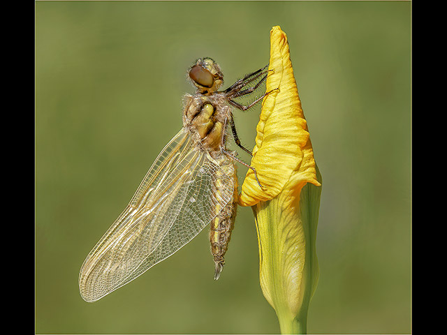 14_Newly-Emerged-Four-Spotted-Chaser.jpg