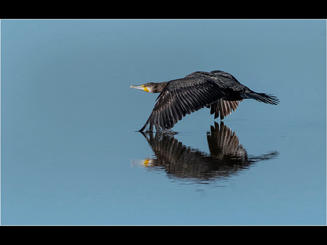 2_Cormorant.jpg