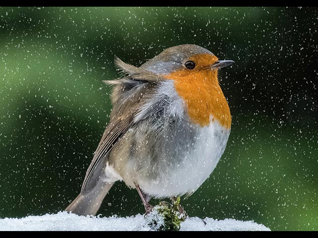 4_Winter-Robin.jpg