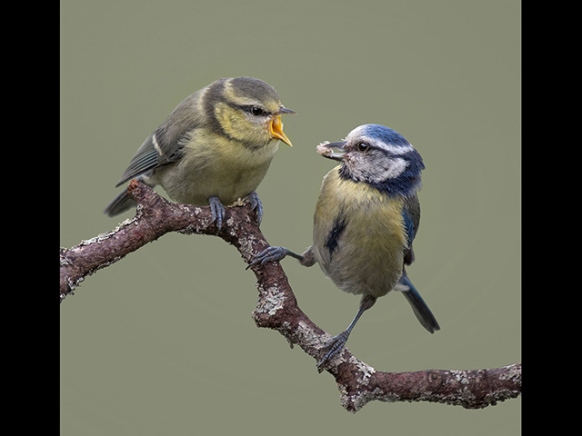 Bluetit-feeding-juvenile.jpg