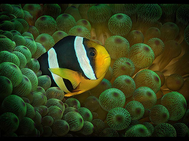 Clarks-clownfish-in-bulb-anemone.jpg