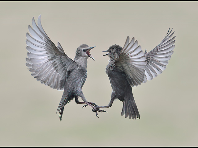 Young-starlings.jpg