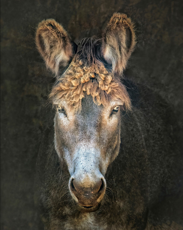 TheWeeDonkey.jpg