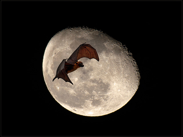 Moon-flight.jpg