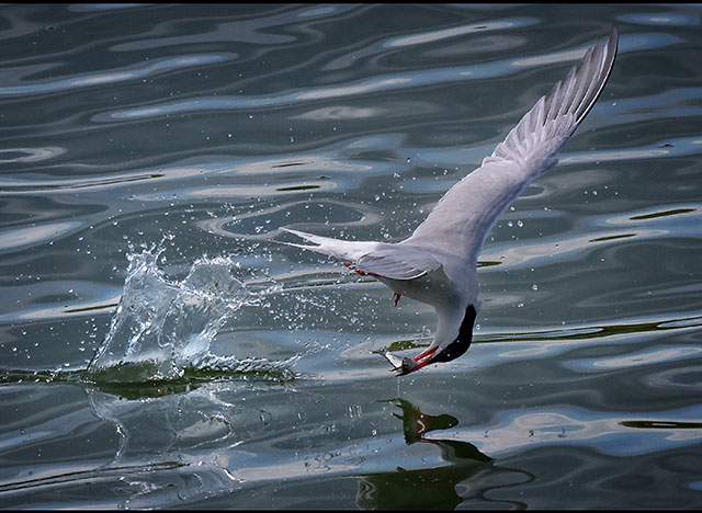 Common-Tern-with-fish.jpg