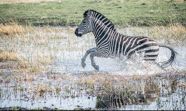 Zebra---running-and-splashing.jpg