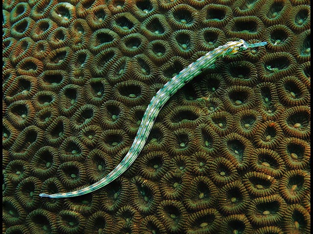 PipefishOnBrainCoral.jpg