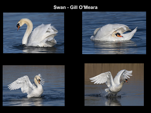 Swan.jpg